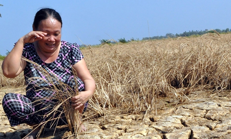 Đồng bằng sông Cửu Long: Hàng trăm nghìn ha sản xuất nông nghiệp bị ảnh hưởng của El Nino