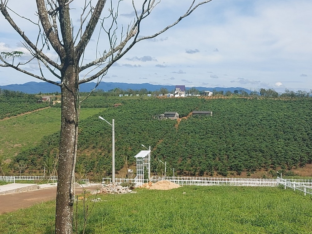 co duoc chuyen dat trong cay lau nam sang dat nong nghiep khac