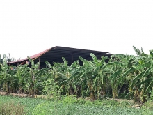 hai phong phu phep dat nong nghiep thanh dat o nhom toi pham bi phat 13 nam 6 thang tu