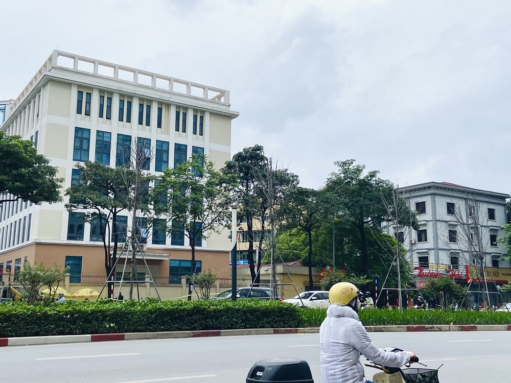 ha noi thay the cay phong la do la can thiet