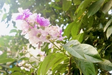 hoa bang lang khoe sac khap pho phuong thu do